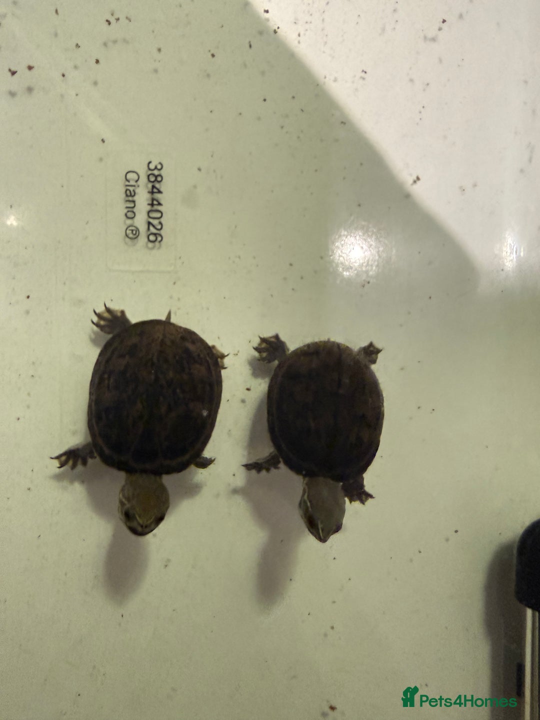 Turtle reptiles for sale: 2 Musk Turtles + Full setup + Foods - Advert 1