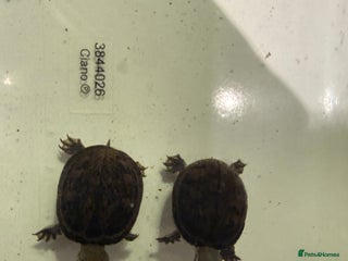 Turtle reptiles 2 Musk Turtles + Full setup + Foods - Advert 1