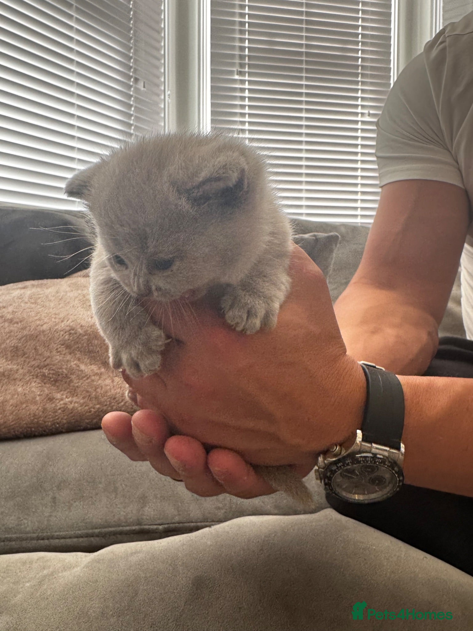 British Shorthair cats Champion Blood Line British Short Hair - Advert 1