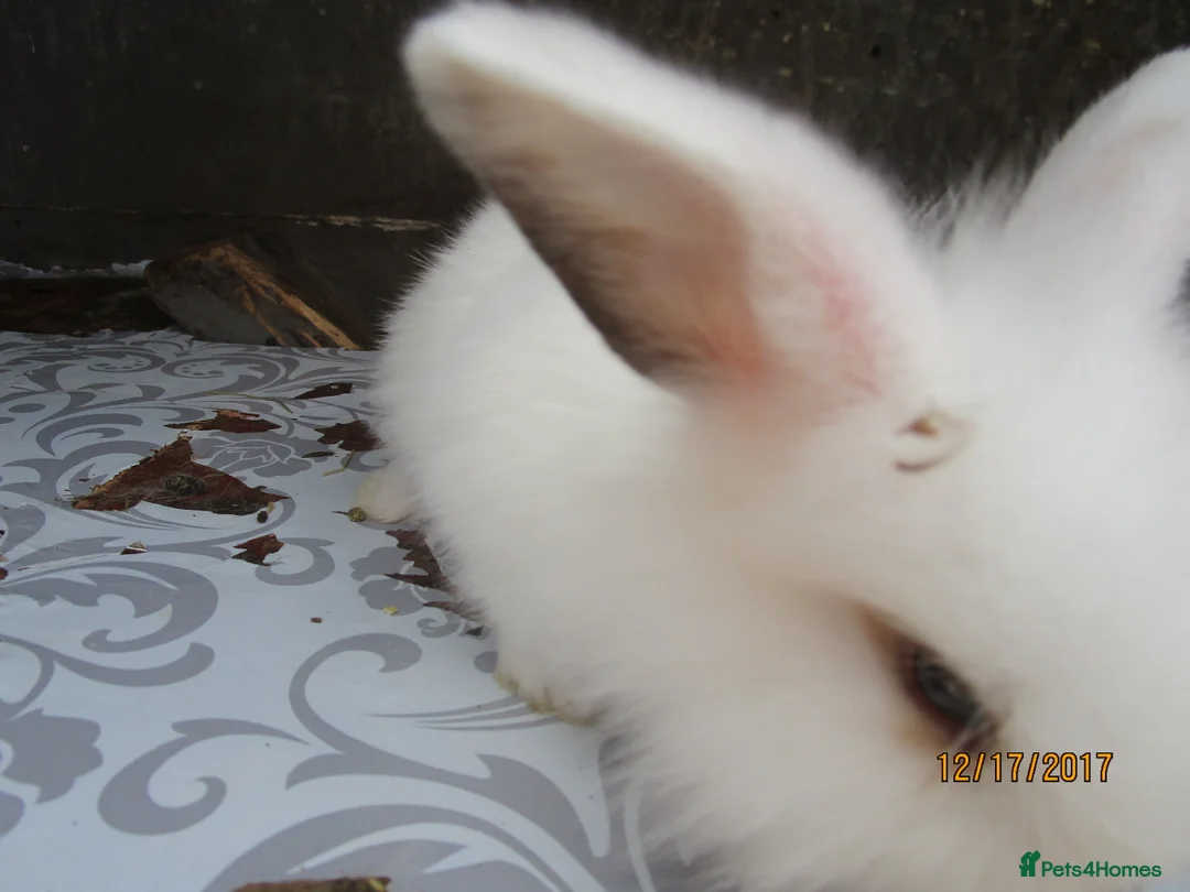 English Lop rabbits for sale: adorable rabbits for adoption - Advert 2