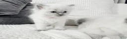 Ragdoll cats for sale: Blue Point Ragdoll Kittens for sale - Advert 13