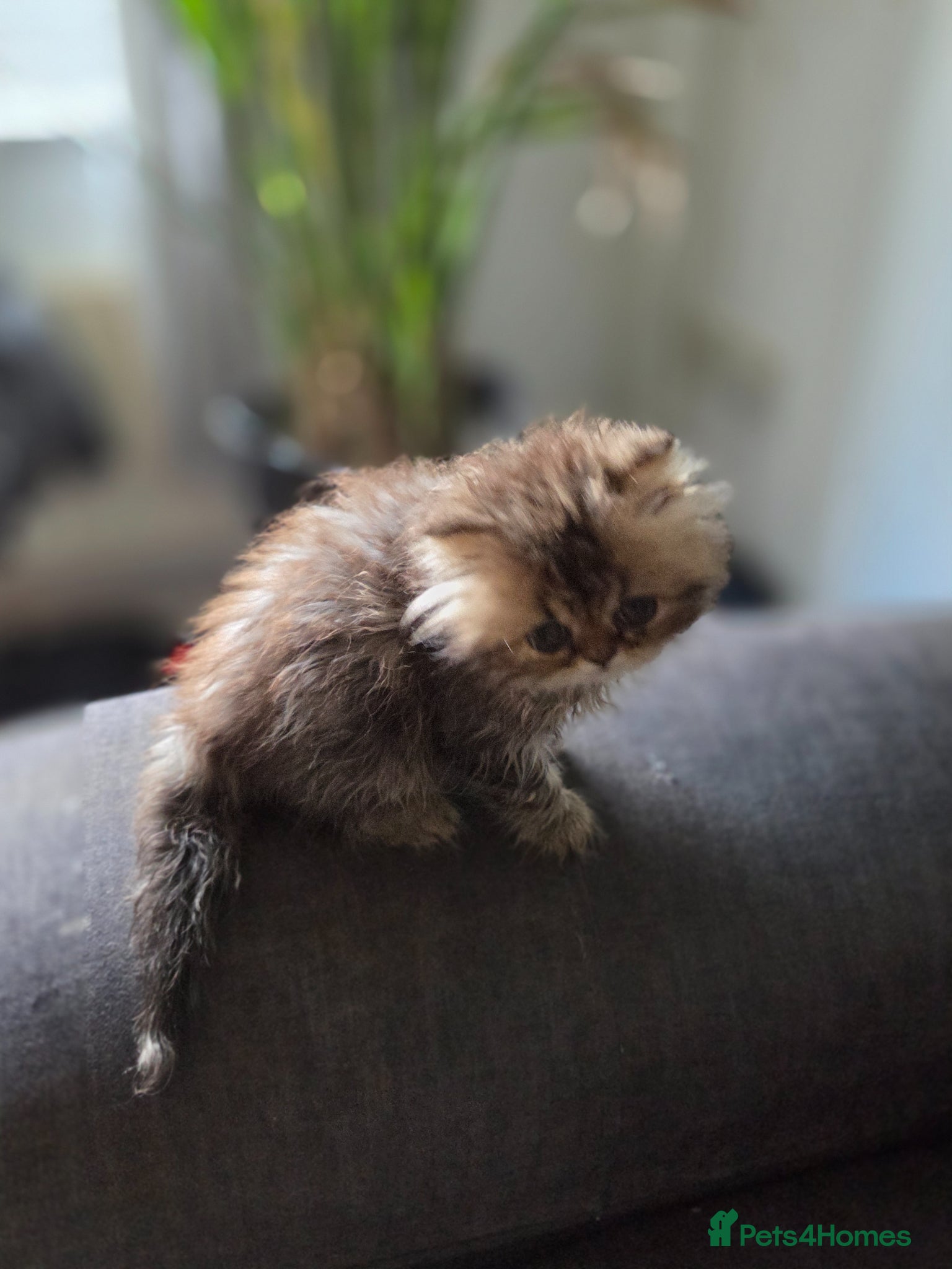 Persian cats for sale: Two Beautiful Persian male kittens  - Advert 13