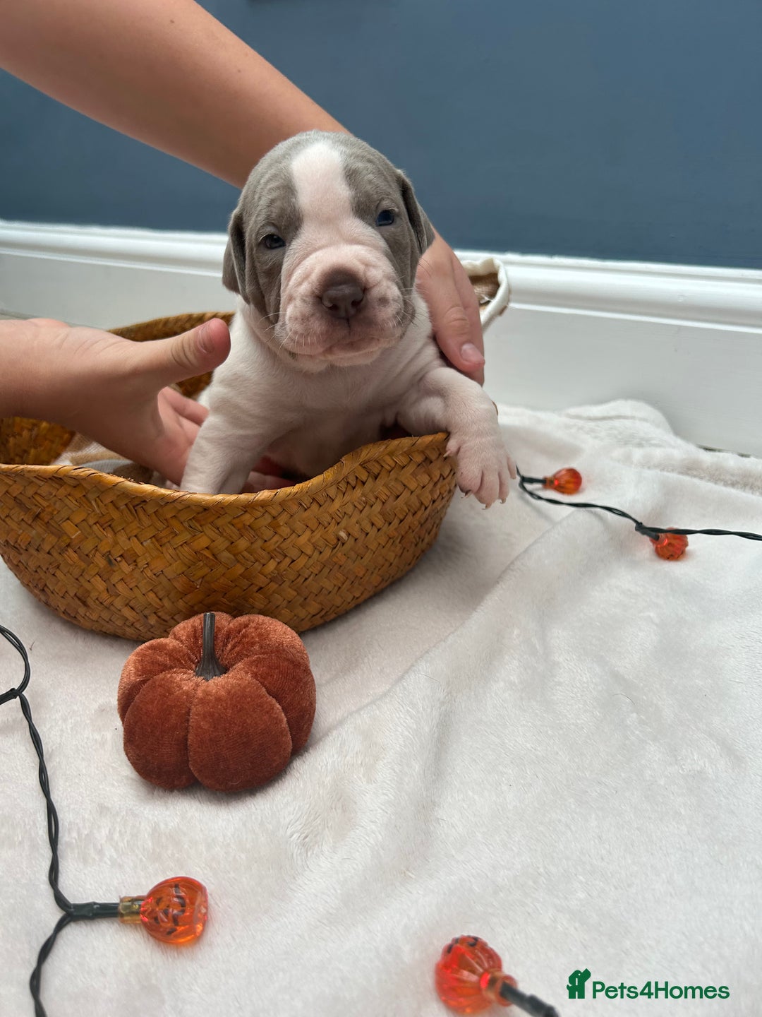 Mixed Breed dogs for sale: 6 beautiful puppies  - Image 6