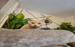 British Shorthair cats for sale: GCCF kittens ready 2 leave now - Advert 15