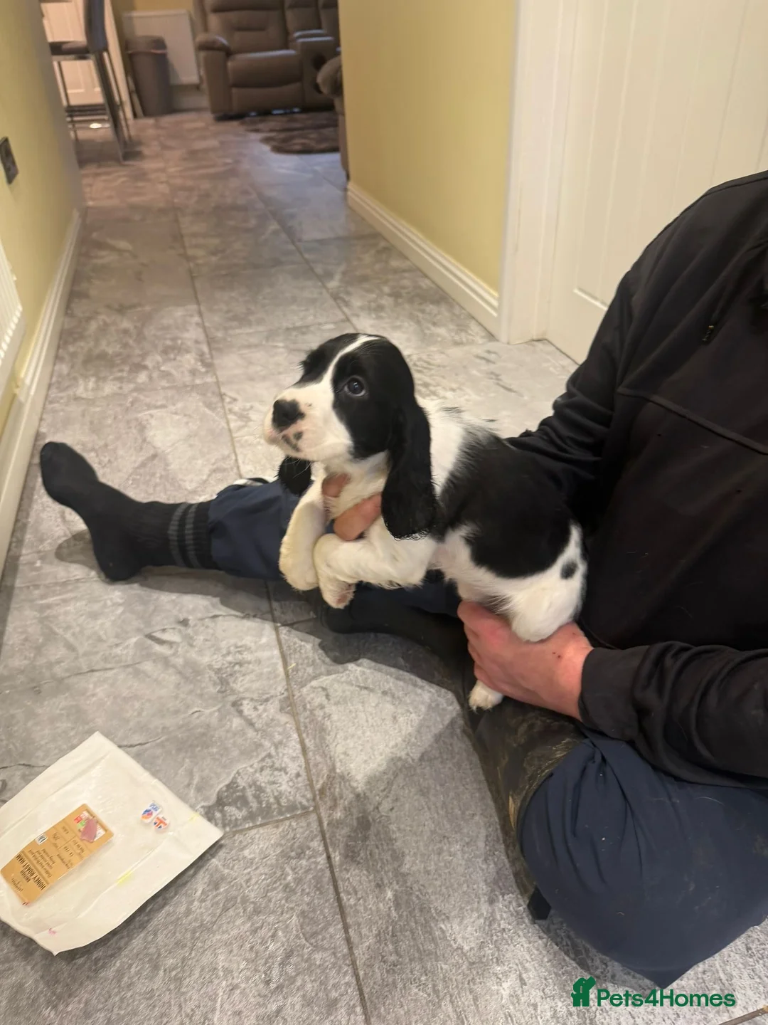 Cocker Spaniel dogs for sale: OUTSTANDING ADORABLE SHOW TYPE COCKER SPANIEL  - Advert 40