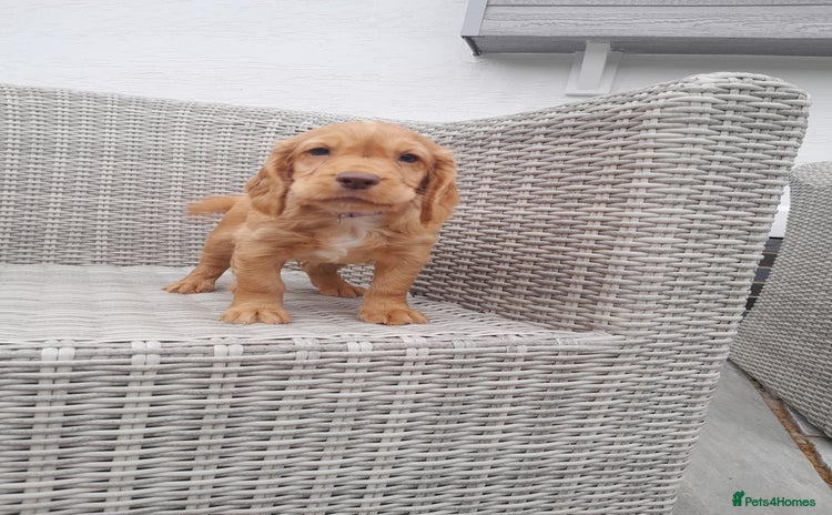 Cocker Spaniel dogs - Advert 1