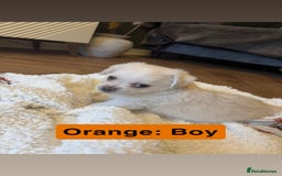 Mixed Breed dogs for sale: Beautiful Pug × Bichon Frise Puppies – Ready 08/12 - Advert 14