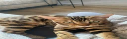 Bengal cats for sale: Make bengal kitten  - Advert 10