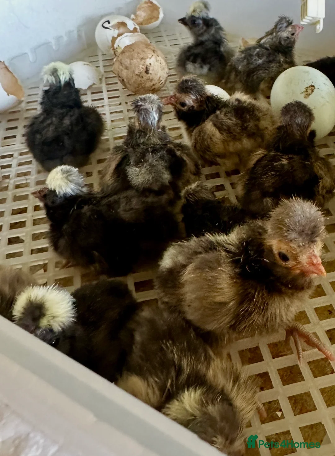 Chickens poultry for sale: Bantam Polish Chickens  - Advert 9