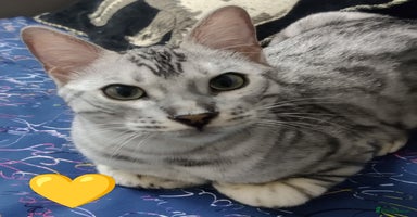 Bengal cats in Saint Helens - Advert 3