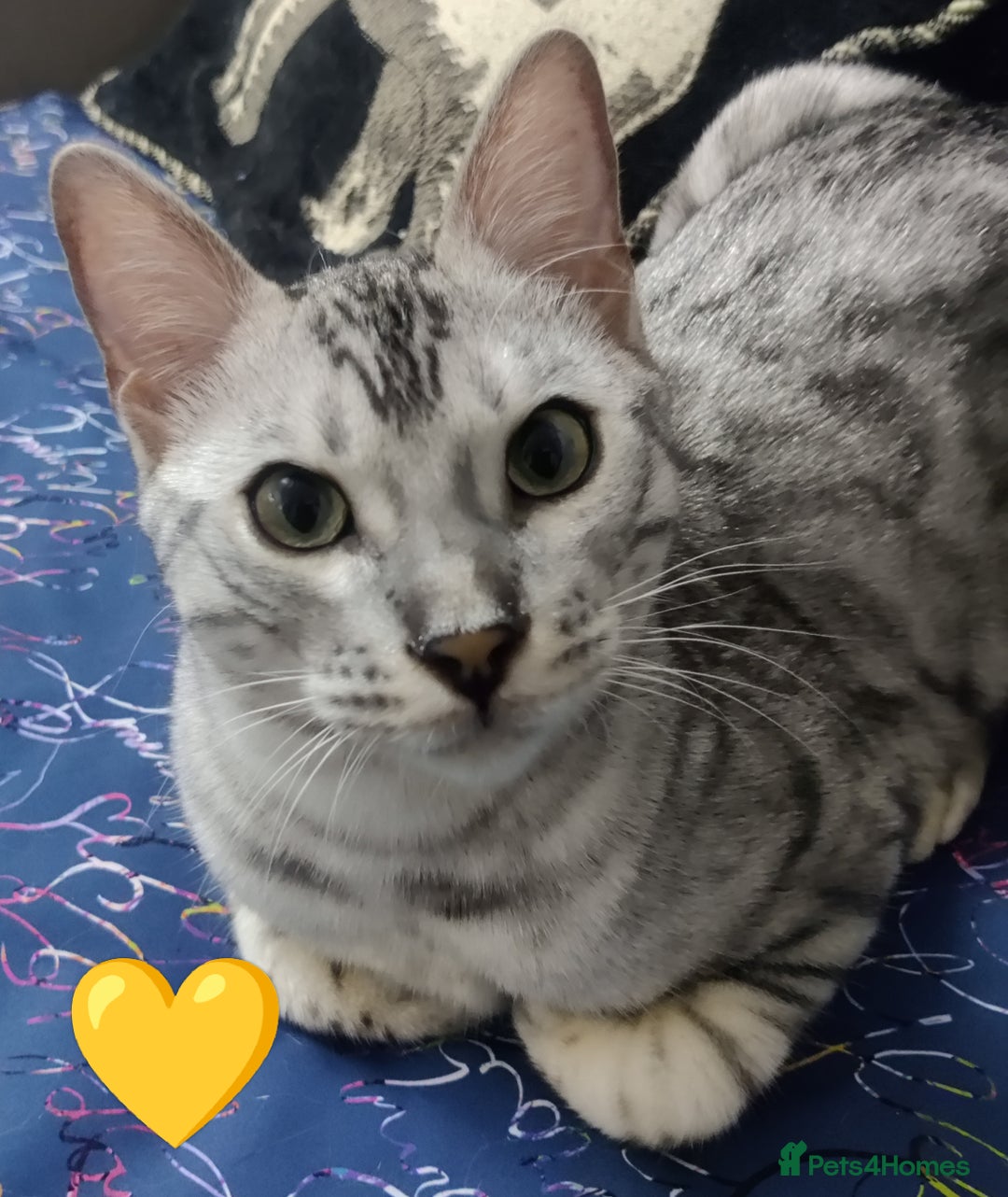 Bengal cats for sale: Only 2 boys left in Saint Helens - Image 4
