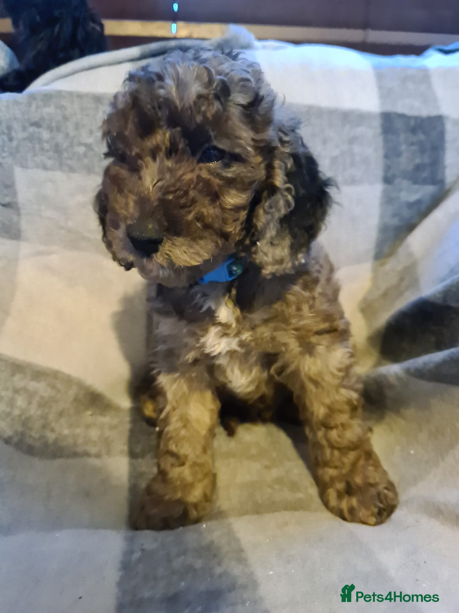Cockapoo dogs READY 27th May Stunning Cockapoo Litter - Advert 15
