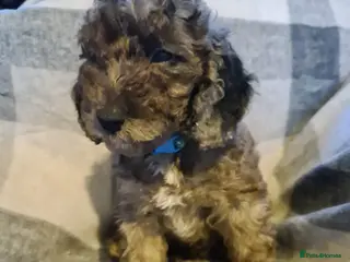 Cockapoo dogs READY 27th May Stunning Cockapoo Litter - Advert 5