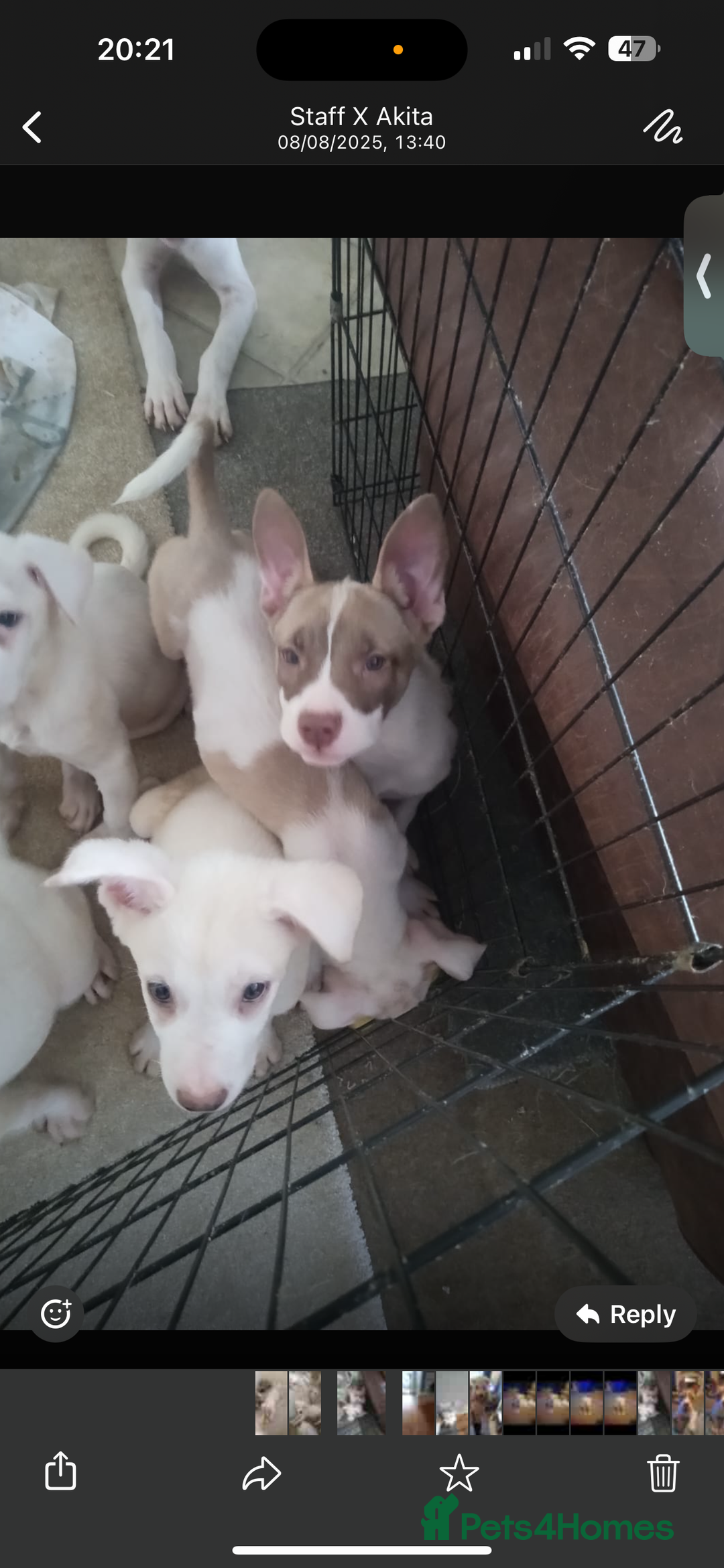 Mixed Breed dogs for sale: Staff x Akita  - Image 6