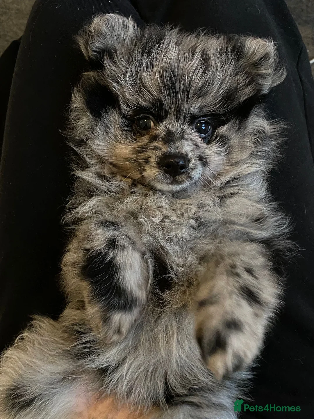 Pomeranian dogs for stud: NEXT GEN BLUE MERLE POM PUPS INCOMING - Advert 1