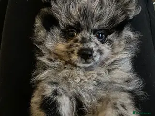 Pomeranian dogs NEXT GEN BLUE MERLE POM PUPS INCOMING - Advert 1