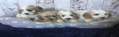 Mixed Breed 1