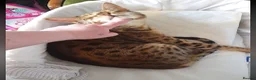 Savannah cats for sale: Buddy 4 year old Male S7 Savannah - Advert 2