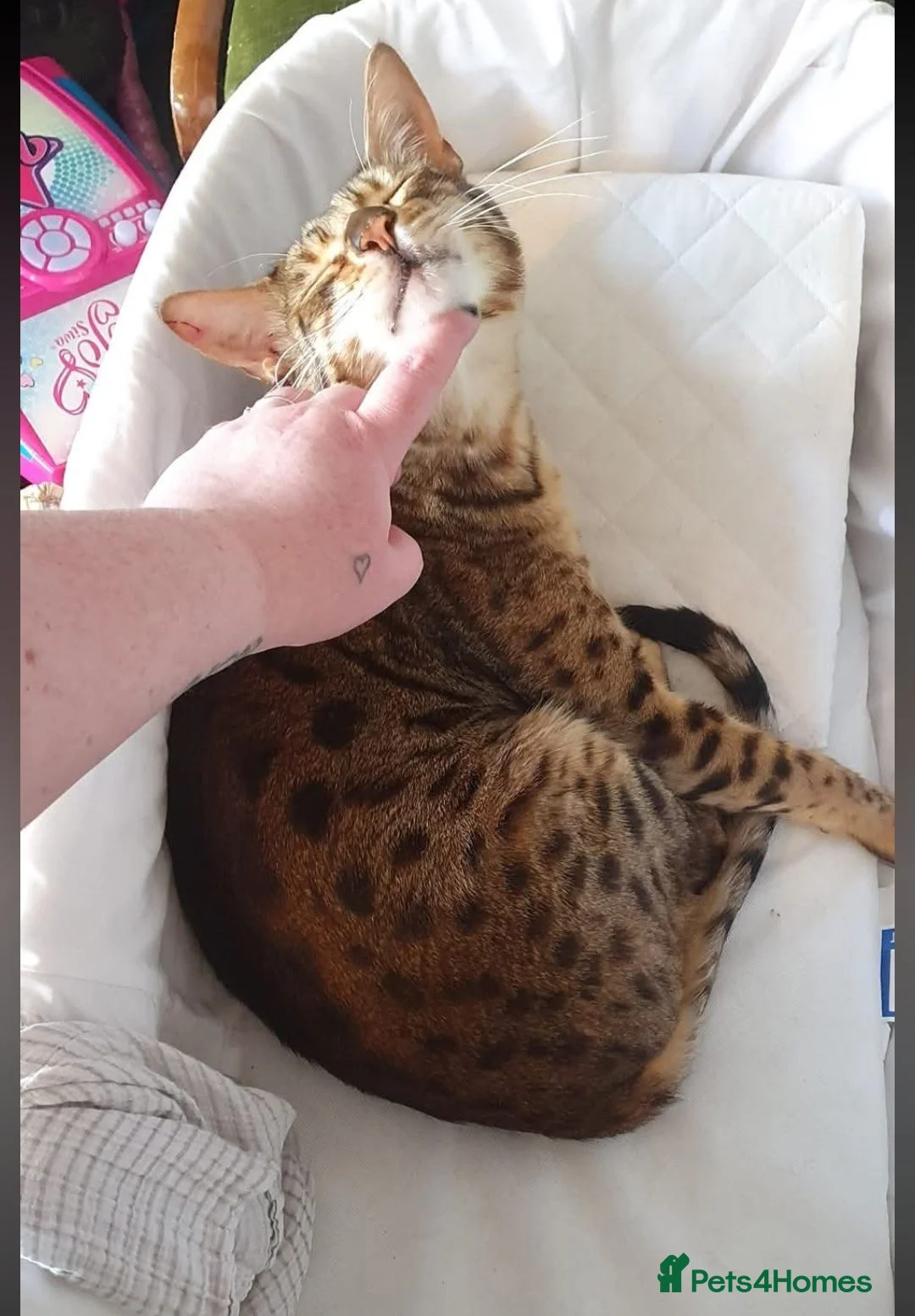 Savannah cats for sale: Buddy 4 year old Male S7 Savannah - Advert 2