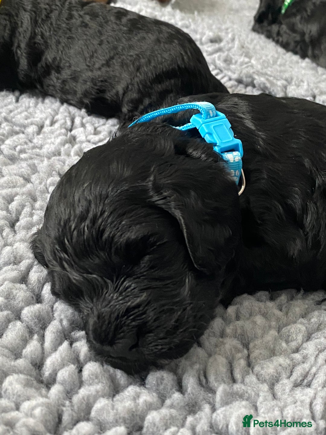 Cockapoo dogs for sale: Cockapoo Puppies for Sale - Image 14