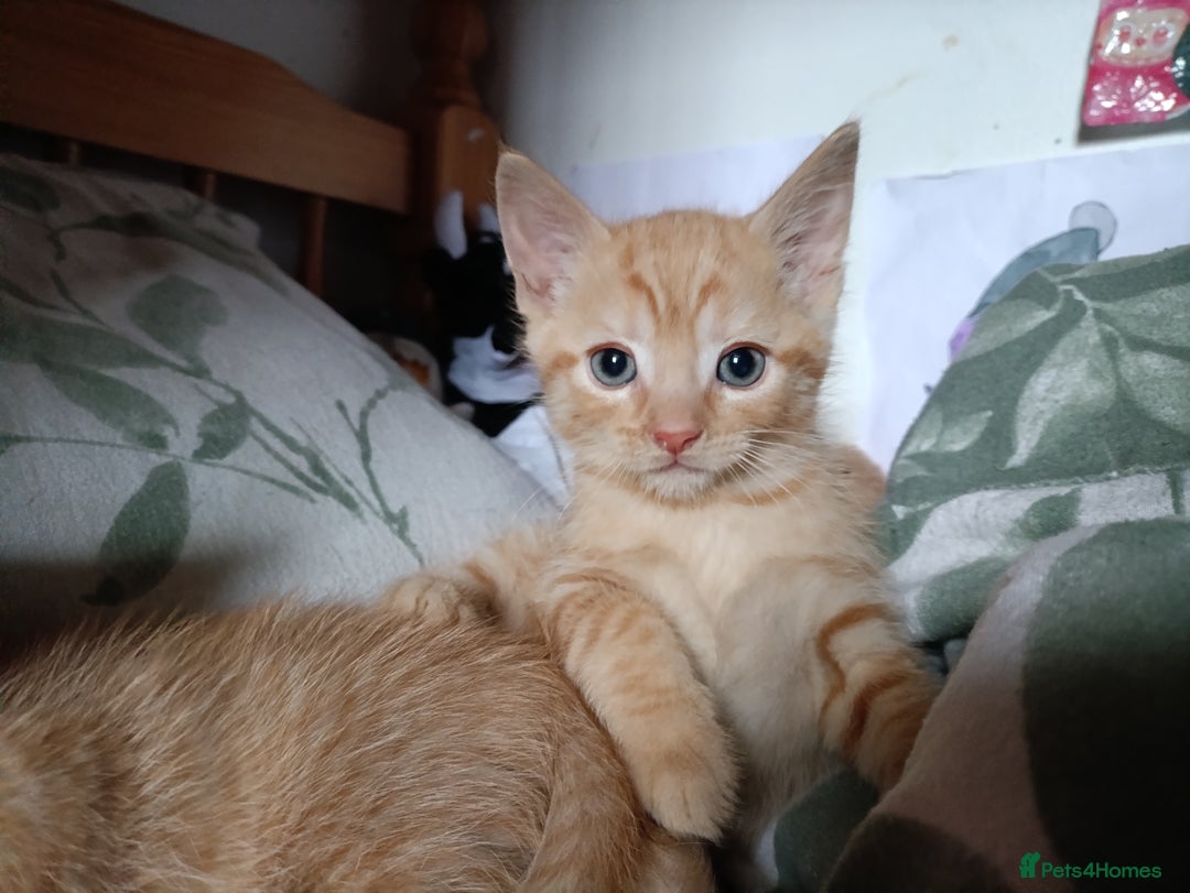 Mixed Breed cats for sale: Two Male Somali-Blend Kittens Looking for a Home - Advert 3