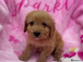 Cockapoo dogs - Advert 16