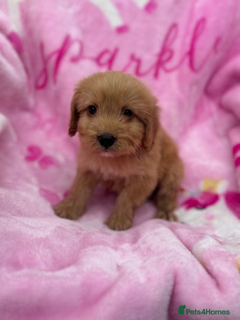 Cockapoo dogs - Advert 14