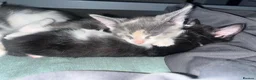 Russian Blue cats for sale: Gorgeous kittens for sale in London - Advert 2