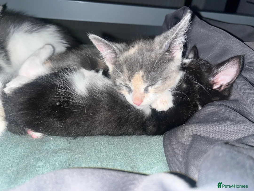 Russian Blue cats for sale: Gorgeous kittens for sale in London - Advert 2