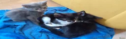 Mixed Breed cats for sale: Three beautiful kittens for sale - Advert 5