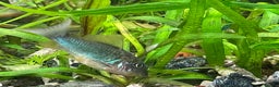 Corys fish for sale: Various species of Corydoras. Adult breeding pairs - Advert 1