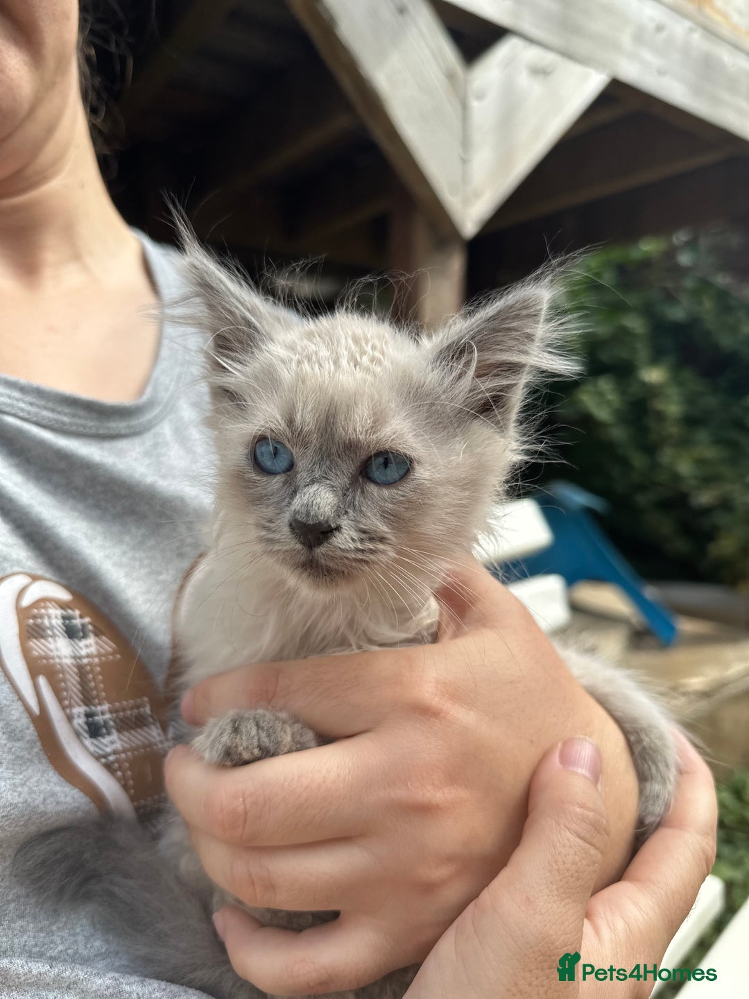Birman cats for sale: Birman Kitten 2 - Birman kittens  - Image 5