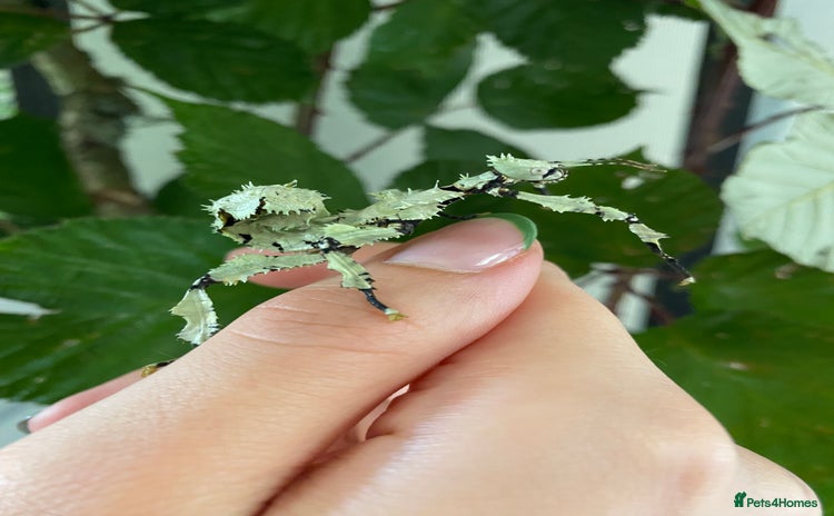 Stick Insects invertebrates - Advert 1