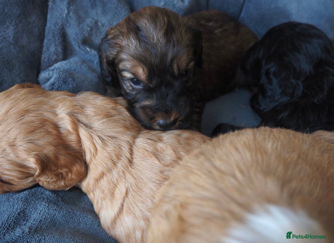 Cockapoo dogs for sale: Gorgeous cockerpoo  puppies for sale  - Image 13
