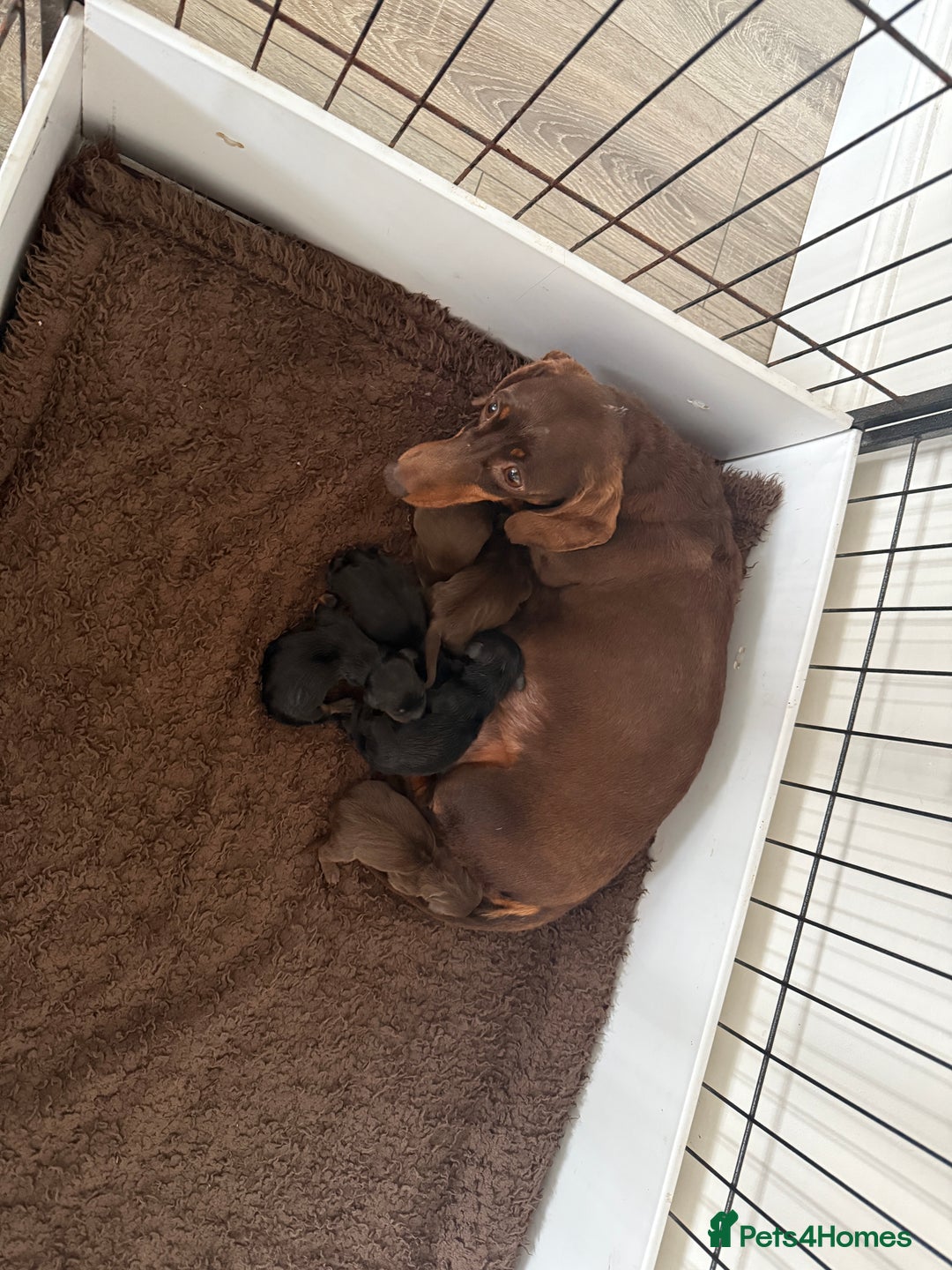 Miniature Dachshund dogs for sale: Miniature dachshund puppies. KC REG, PRA CLEAR 🥰 - Advert 1