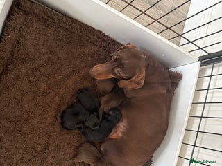 Miniature Dachshund dogs for sale: Miniature dachshund puppies. KC REG, PRA CLEAR 🥰 - Advert 1