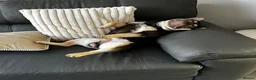 French Bulldog dogs for sale: Reduced to £1250. 1 boy 2 girls left - Advert 26