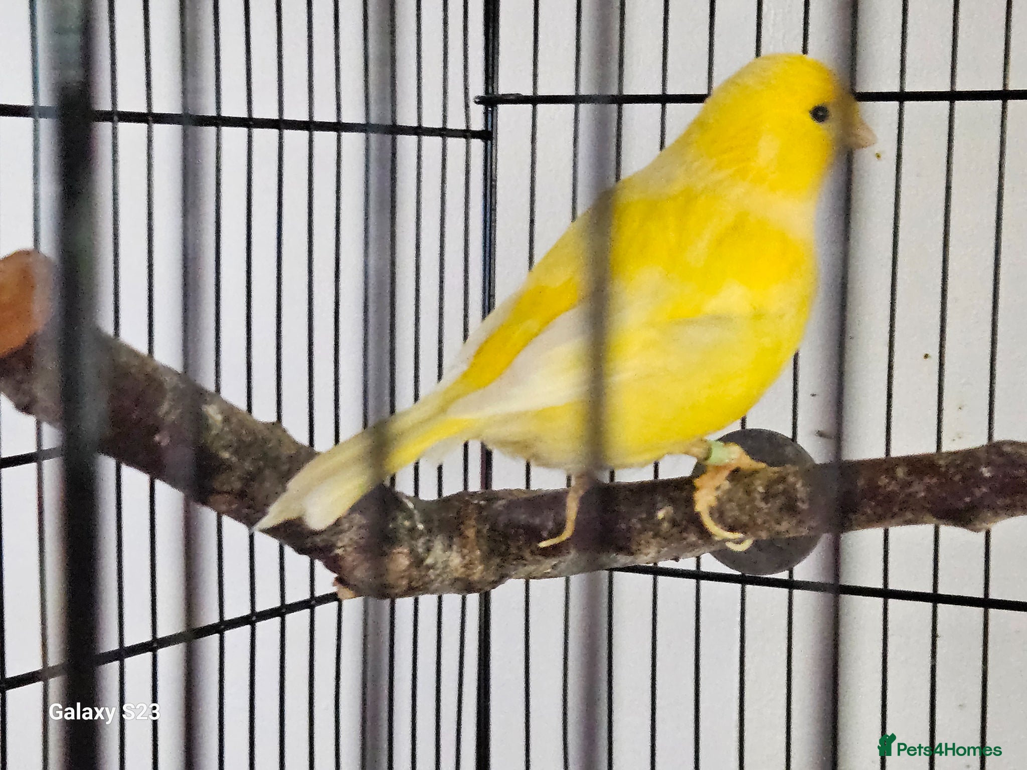 Canaries birds for sale: Fife canaries - Advert 2