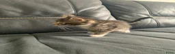 Mixed Breed cats for sale: maincoon x READY TO LEAVE - Advert 6