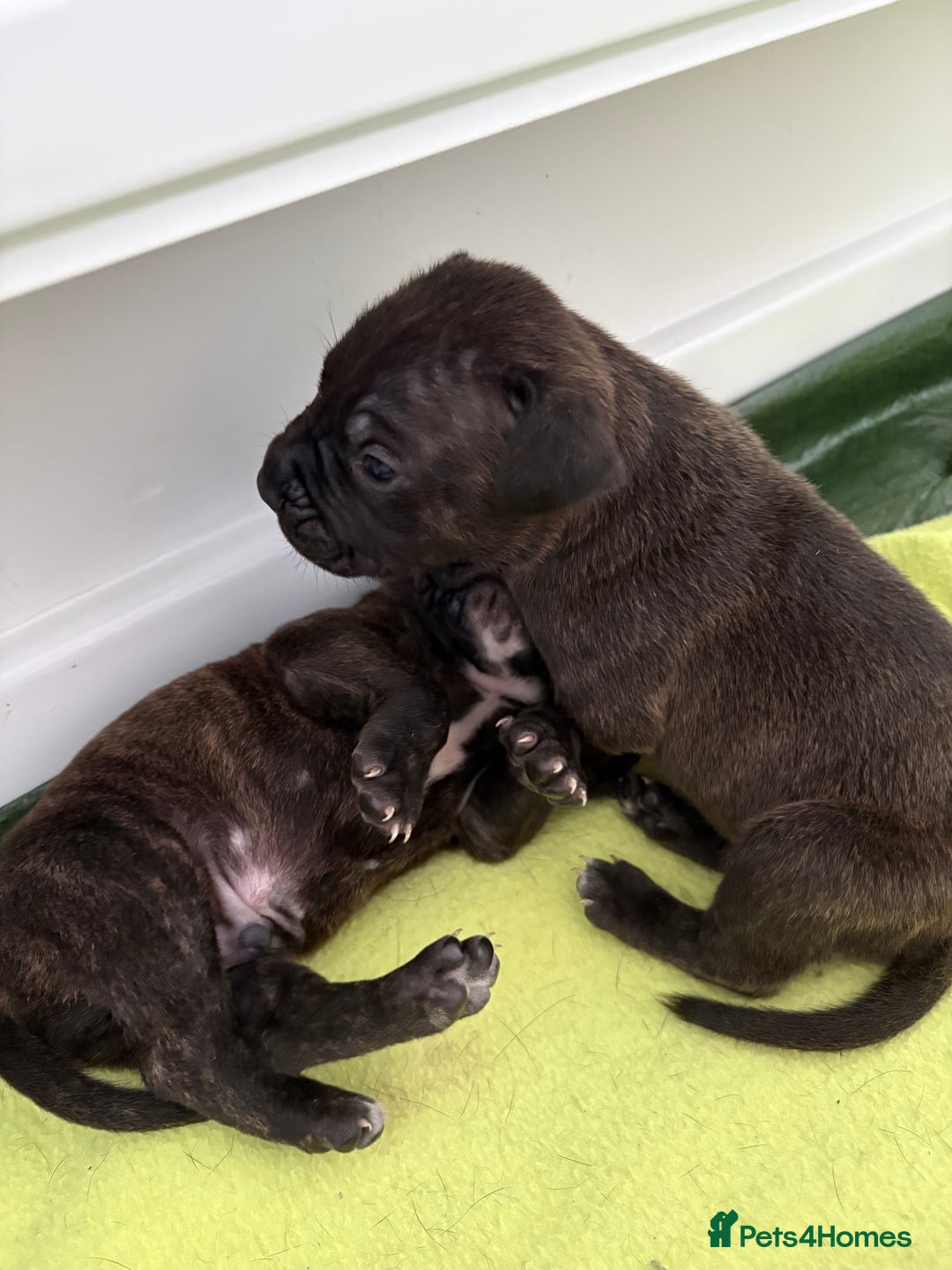 Staffordshire Bull Terrier dogs for sale: Staffy Pups  - Advert 9