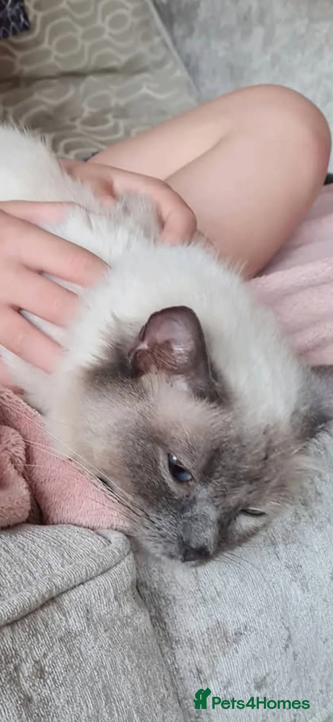 Mixed Breed cats for sale: Ragdoll cross kittens - Advert 11