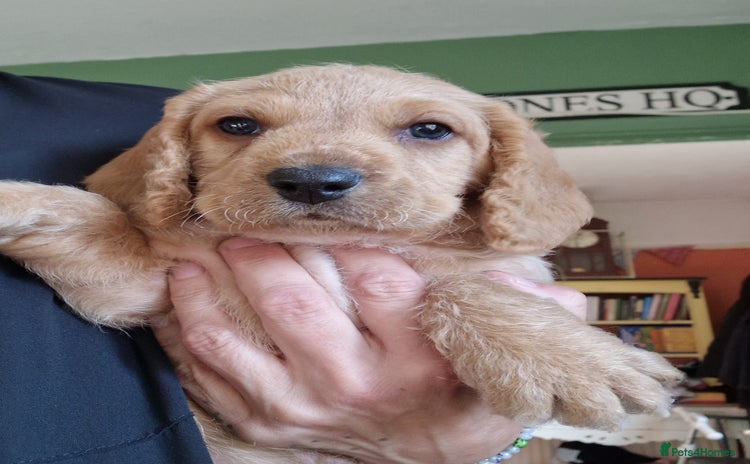 Mixed Breed dogs - Advert 1
