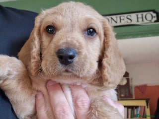 Mixed Breed dogs - Advert 23