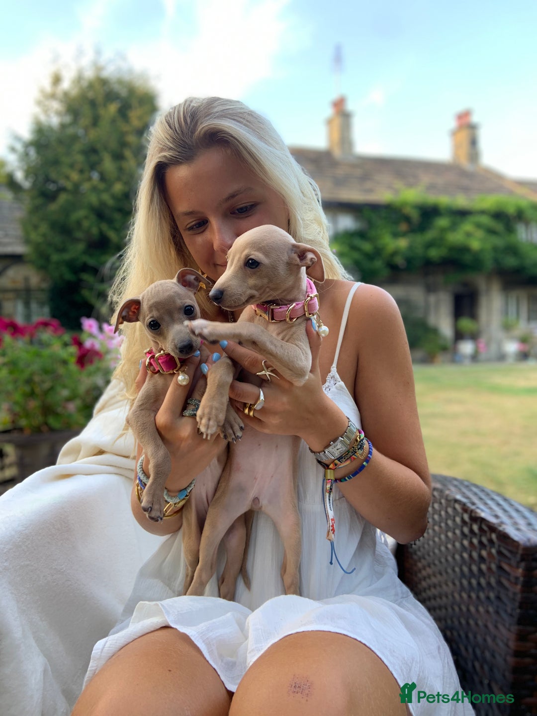 Italian Greyhound dogs for sale: Italian greyhound puppies KC reg. European lineage - Image 6