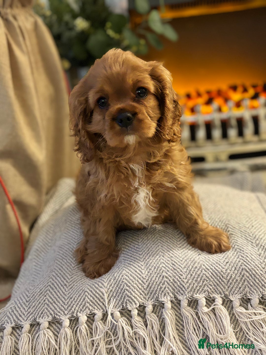 Cavalier King Charles Spaniel dogs for sale: Stunning King Charles Cavalier Puppies - Advert 8