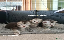 Maine Coon cats for sale: 2 MaineCoon boys - Image 21