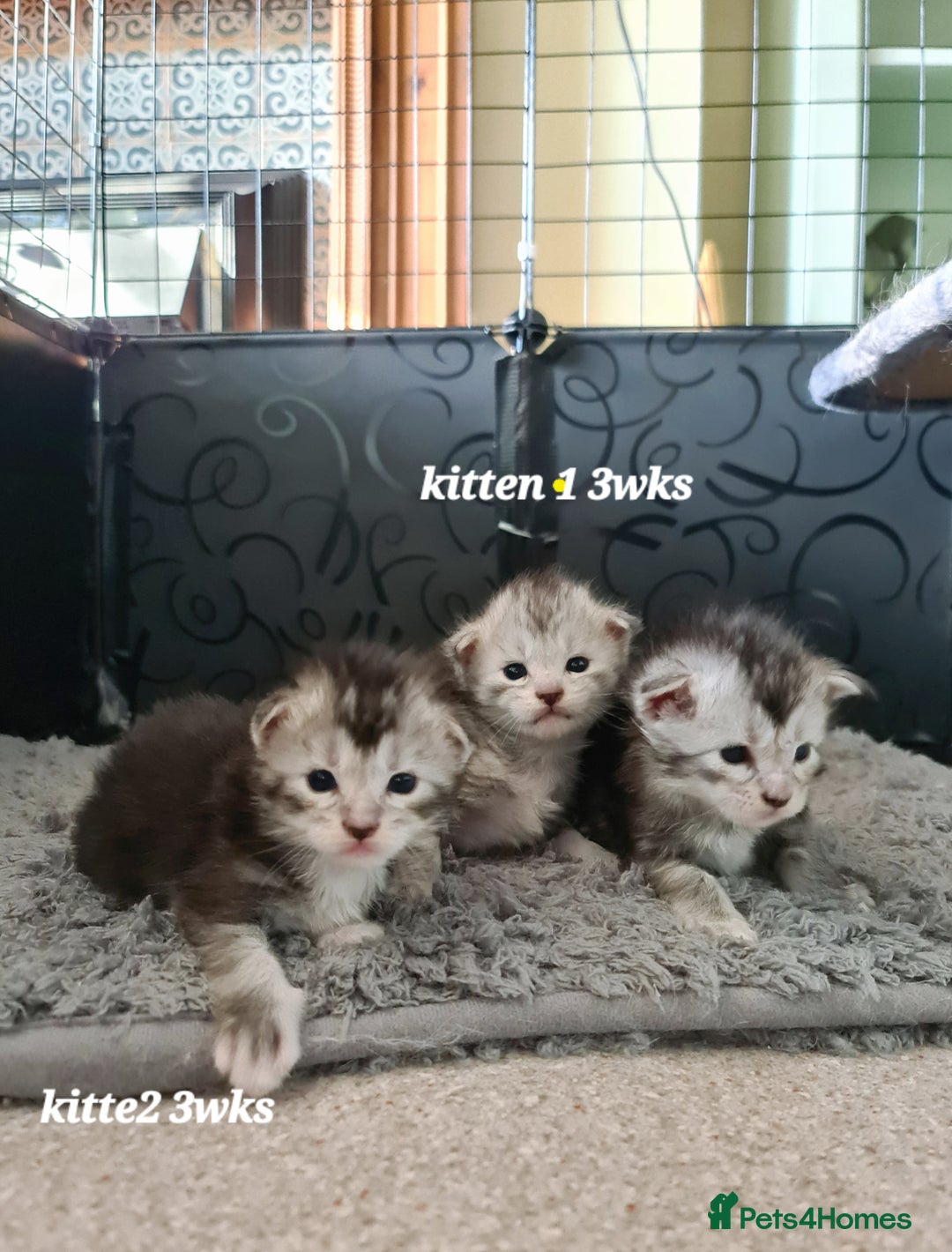 Maine Coon cats for sale: 2 MaineCoon boys - Image 21