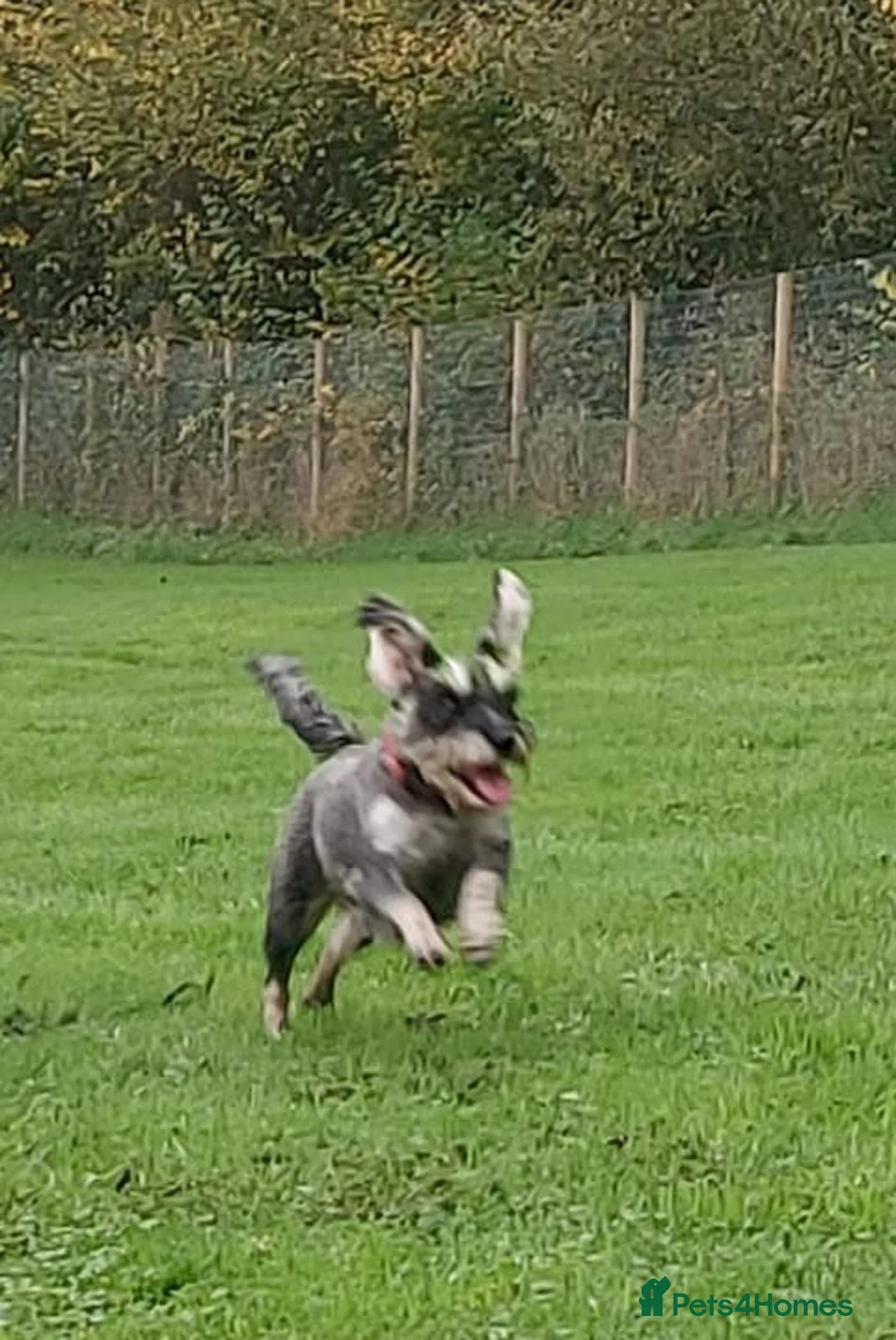 Miniature Schnauzer dogs for sale: Miniature Schnauzer pups *2 Males, 2 Females*  - Advert 11