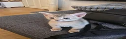 Abyssinian cats for sale: Adorable  Abyssinian  male for sale - Advert 6