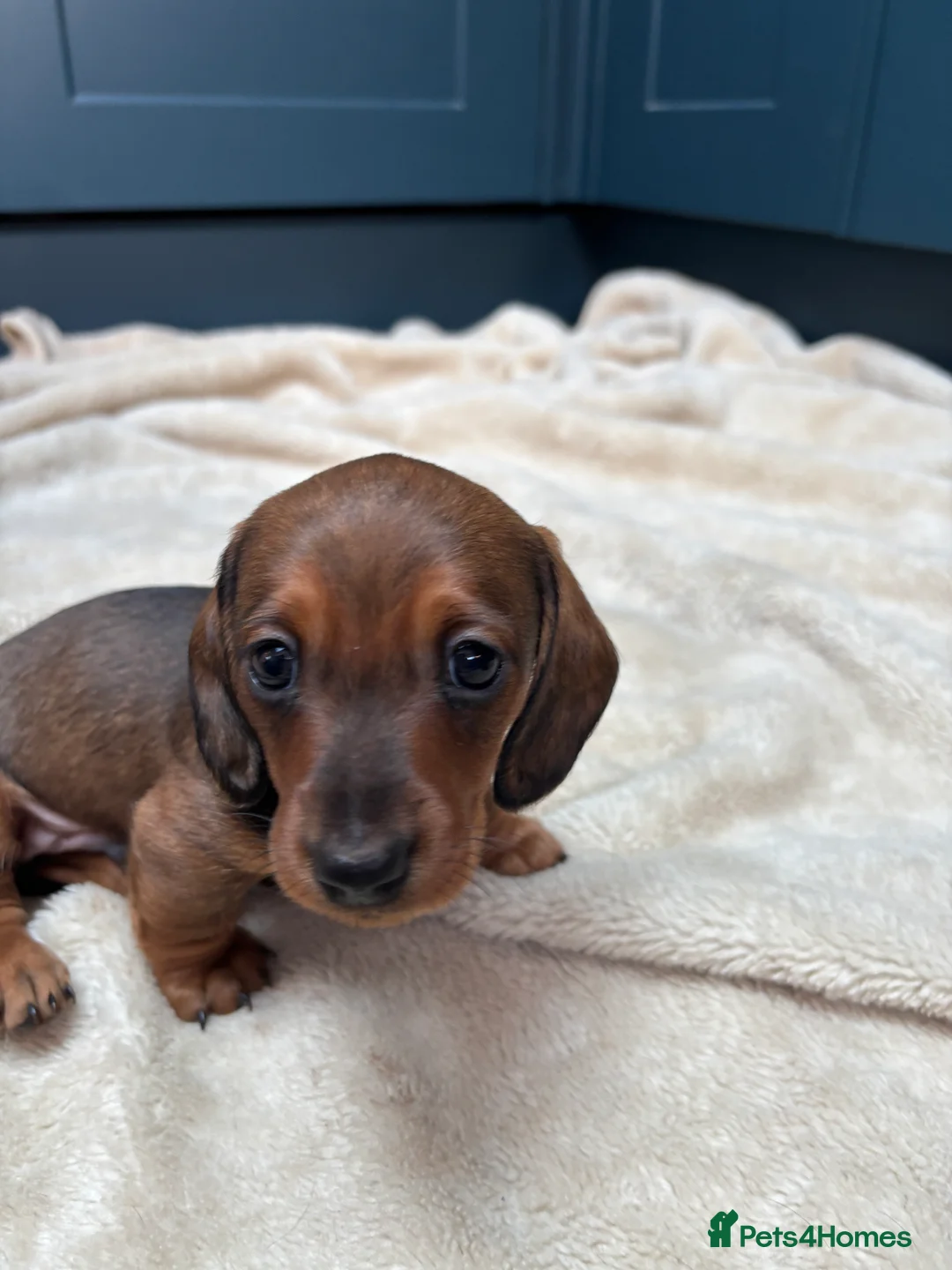 Miniature Dachshund dogs for sale: KC registered health tested miniature dachshunds - Advert 10